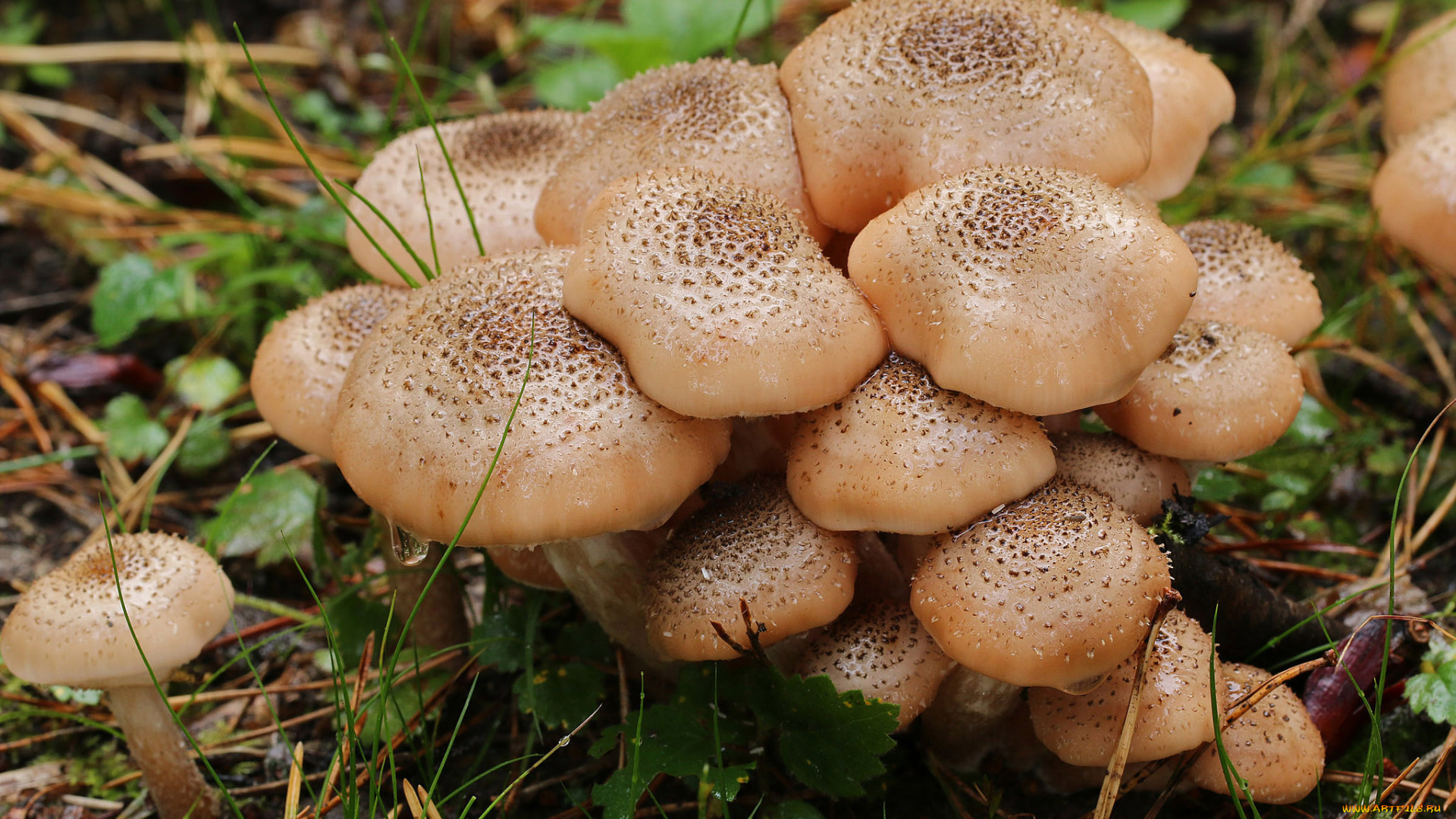 природа, грибы, опята