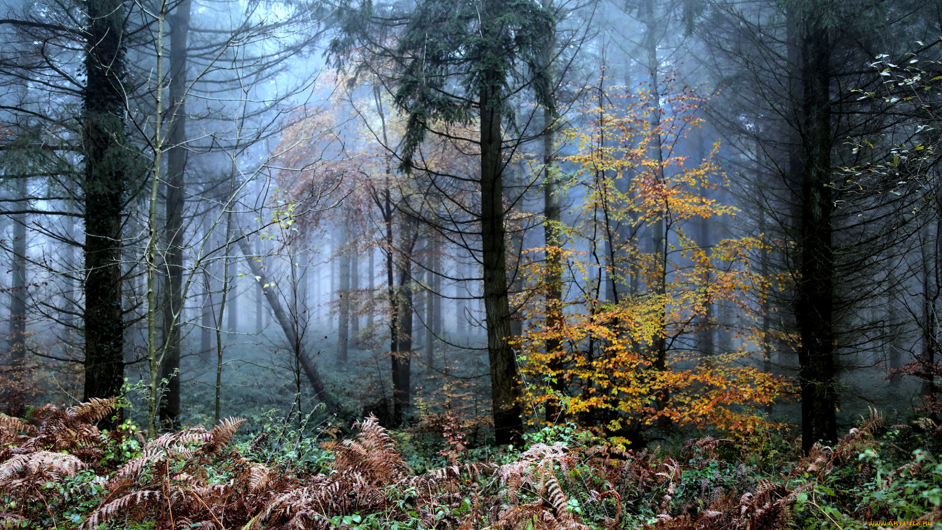 природа, лес, осень, туман