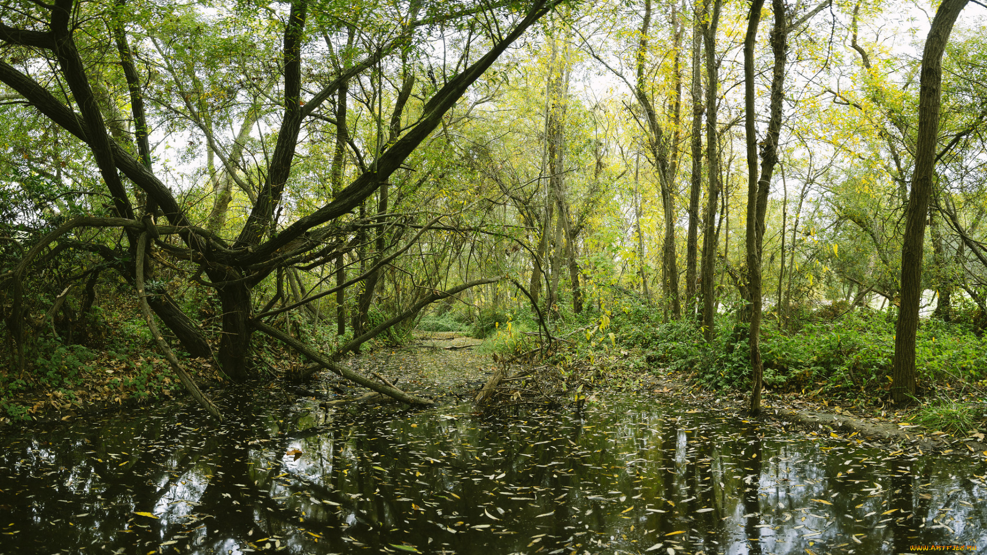 природа, реки, озера, лес, река