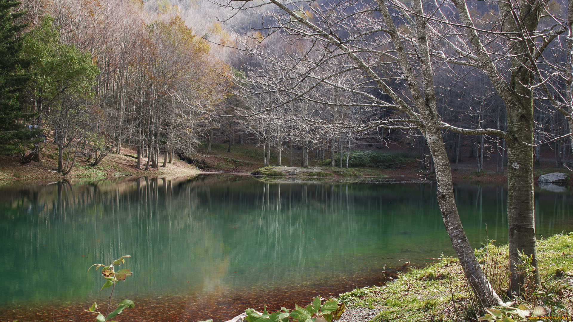 природа, реки, озера, река, лес