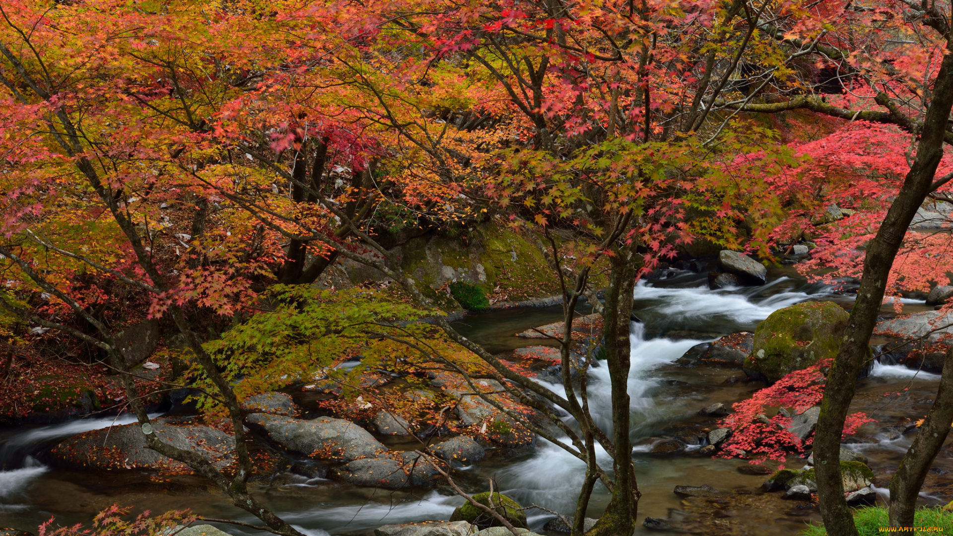 природа, реки, озера, река, лес