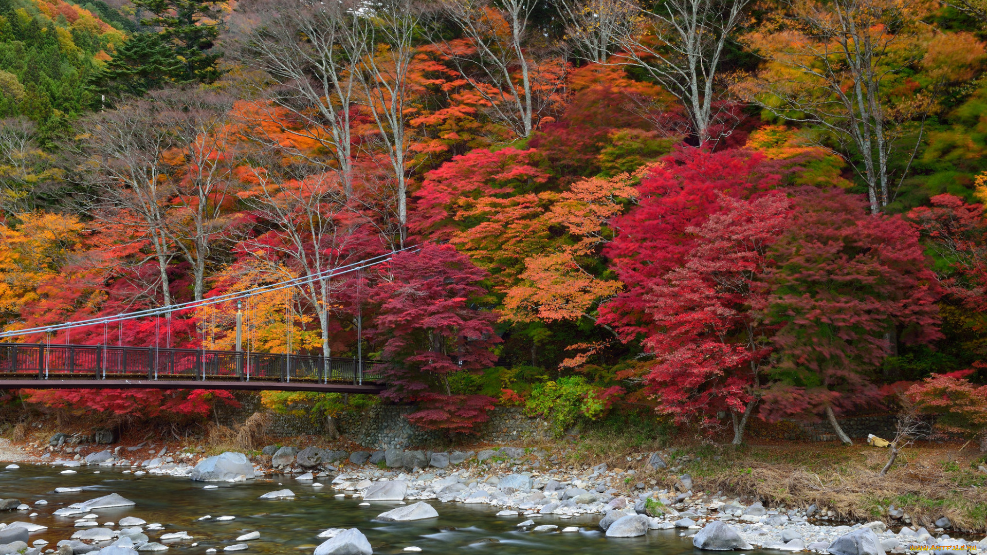 природа, реки, озера, река, лес