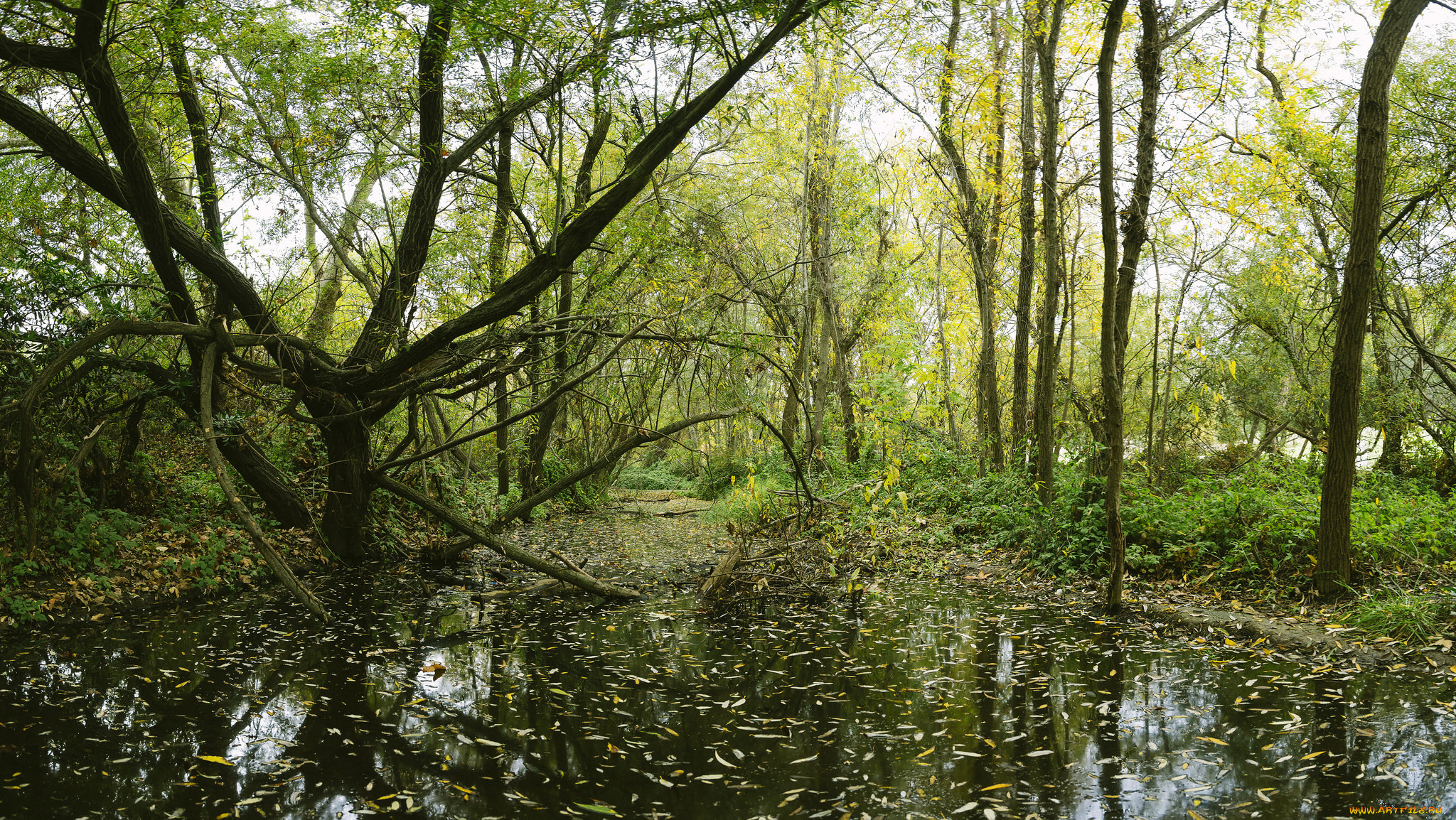 природа, реки, озера, лес, река