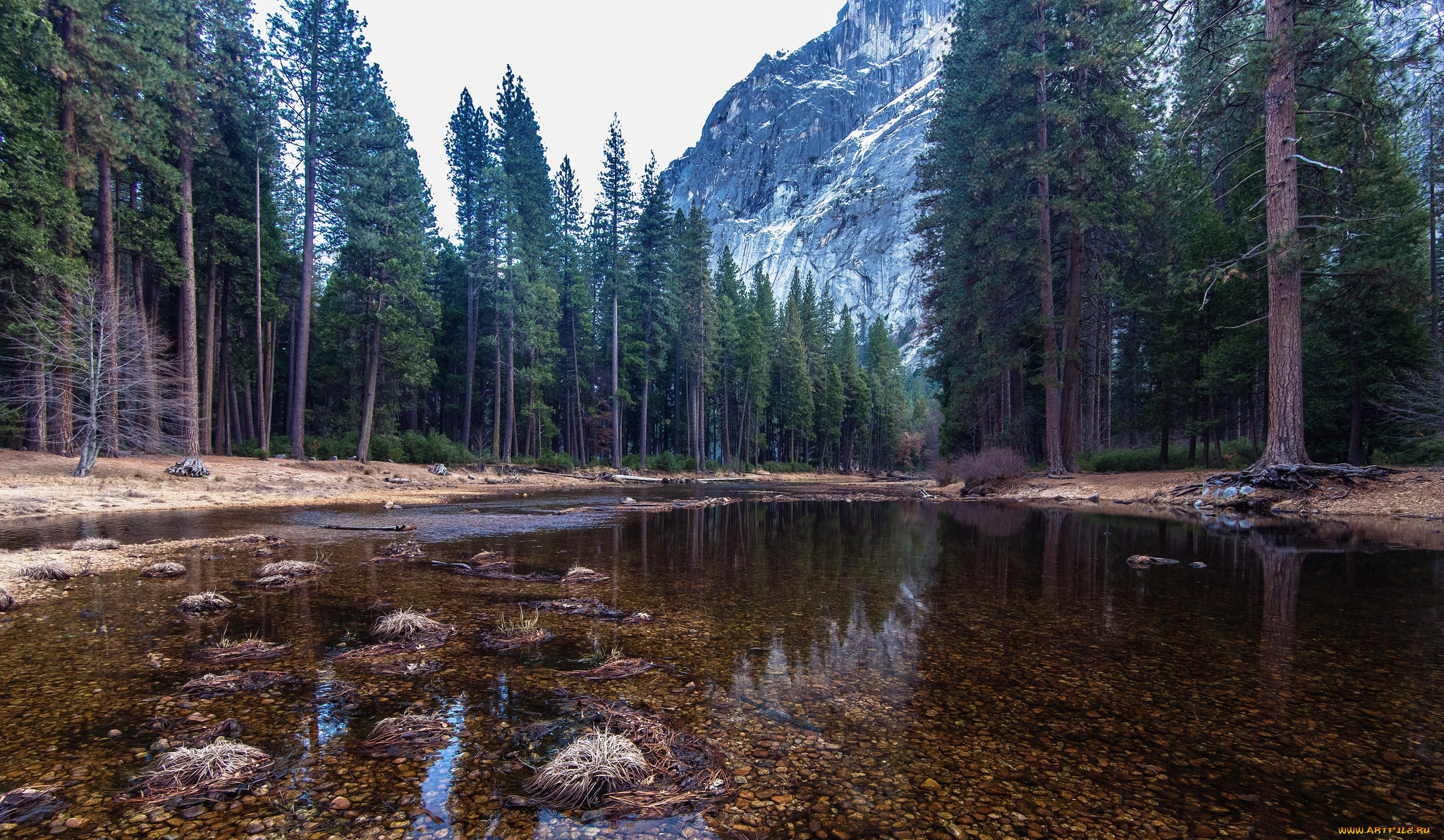 природа, реки, озера, лес, река