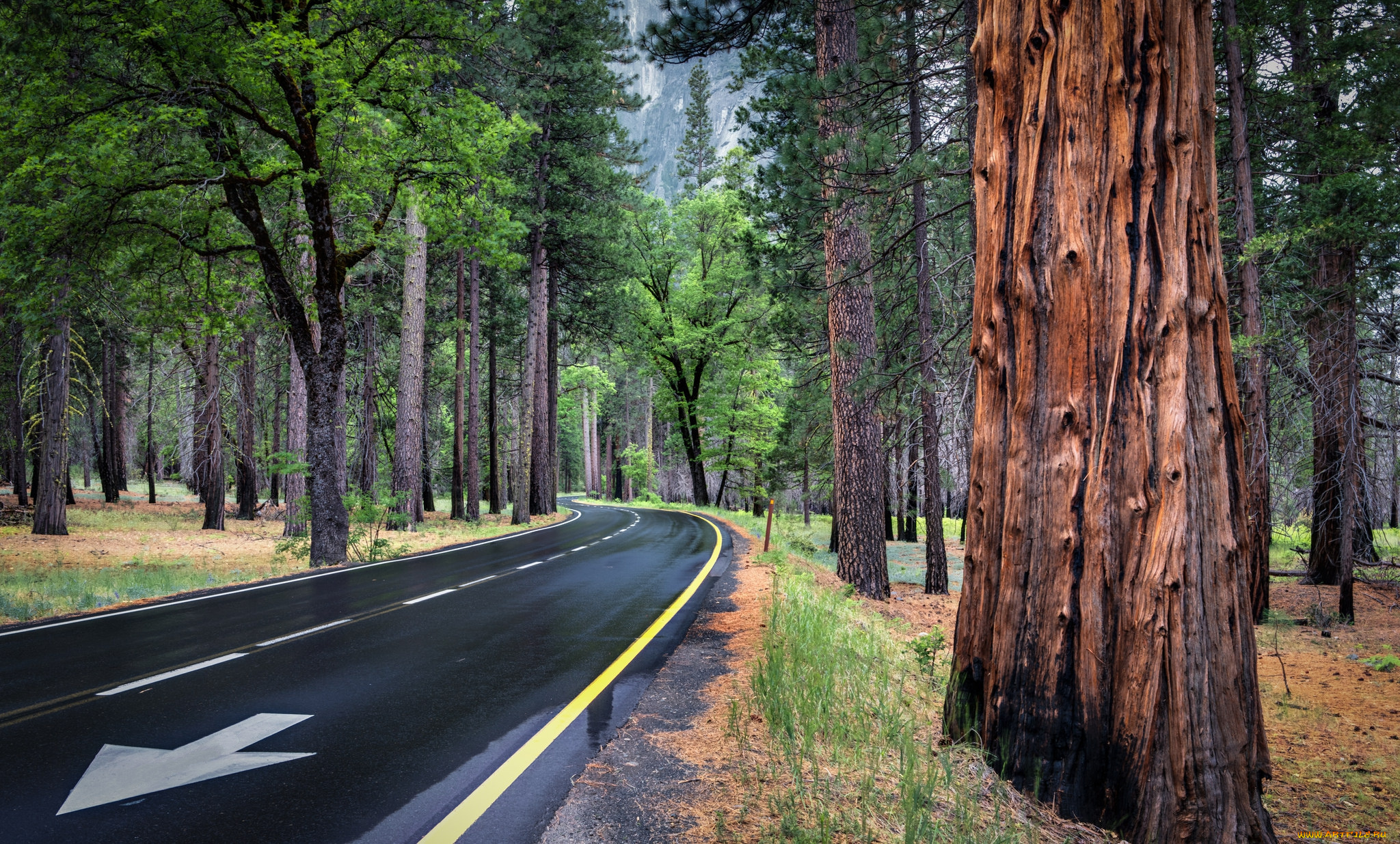 природа, дороги, лес, осень, шоссе