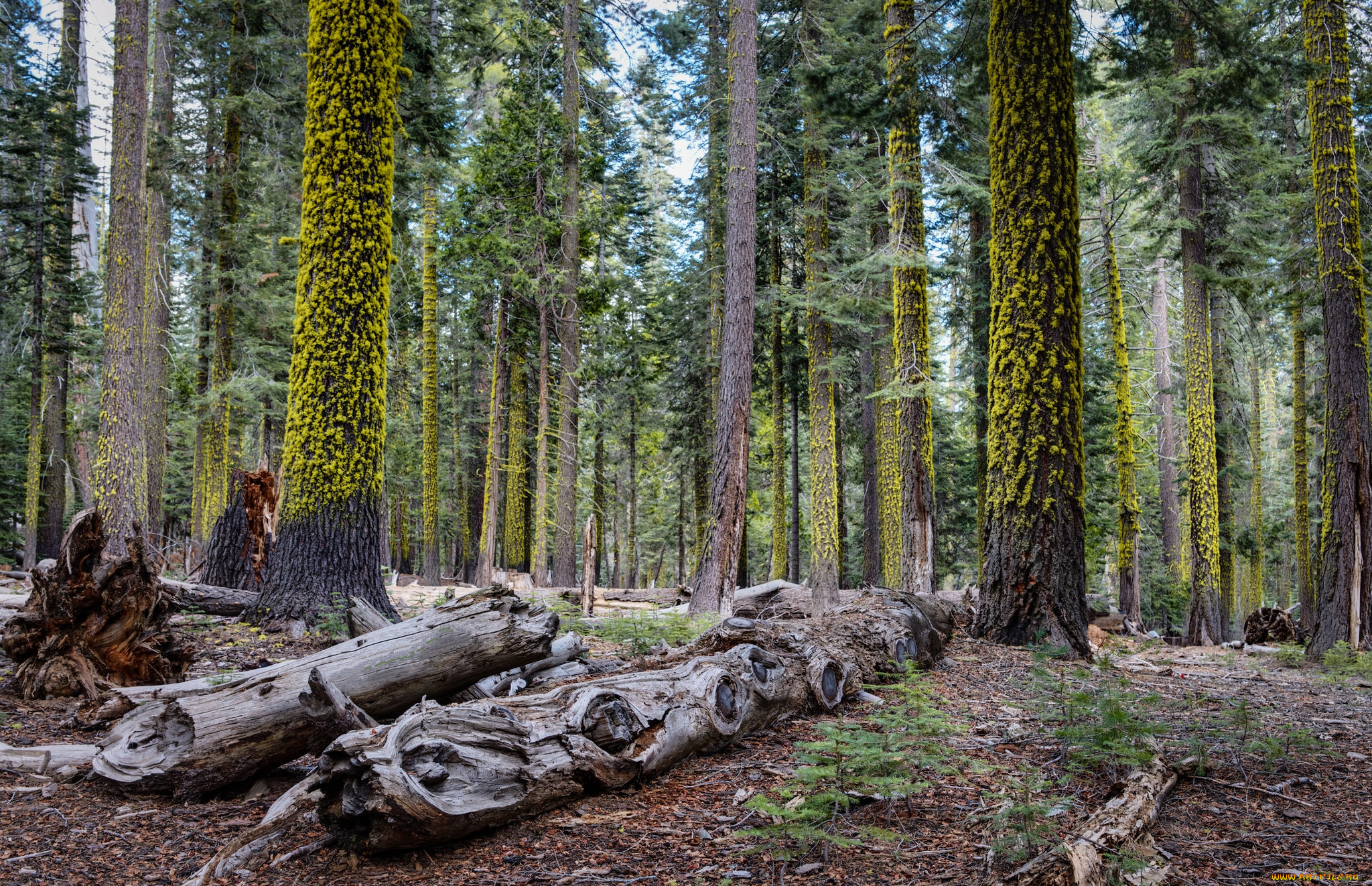 природа, лес, стволы, ельник