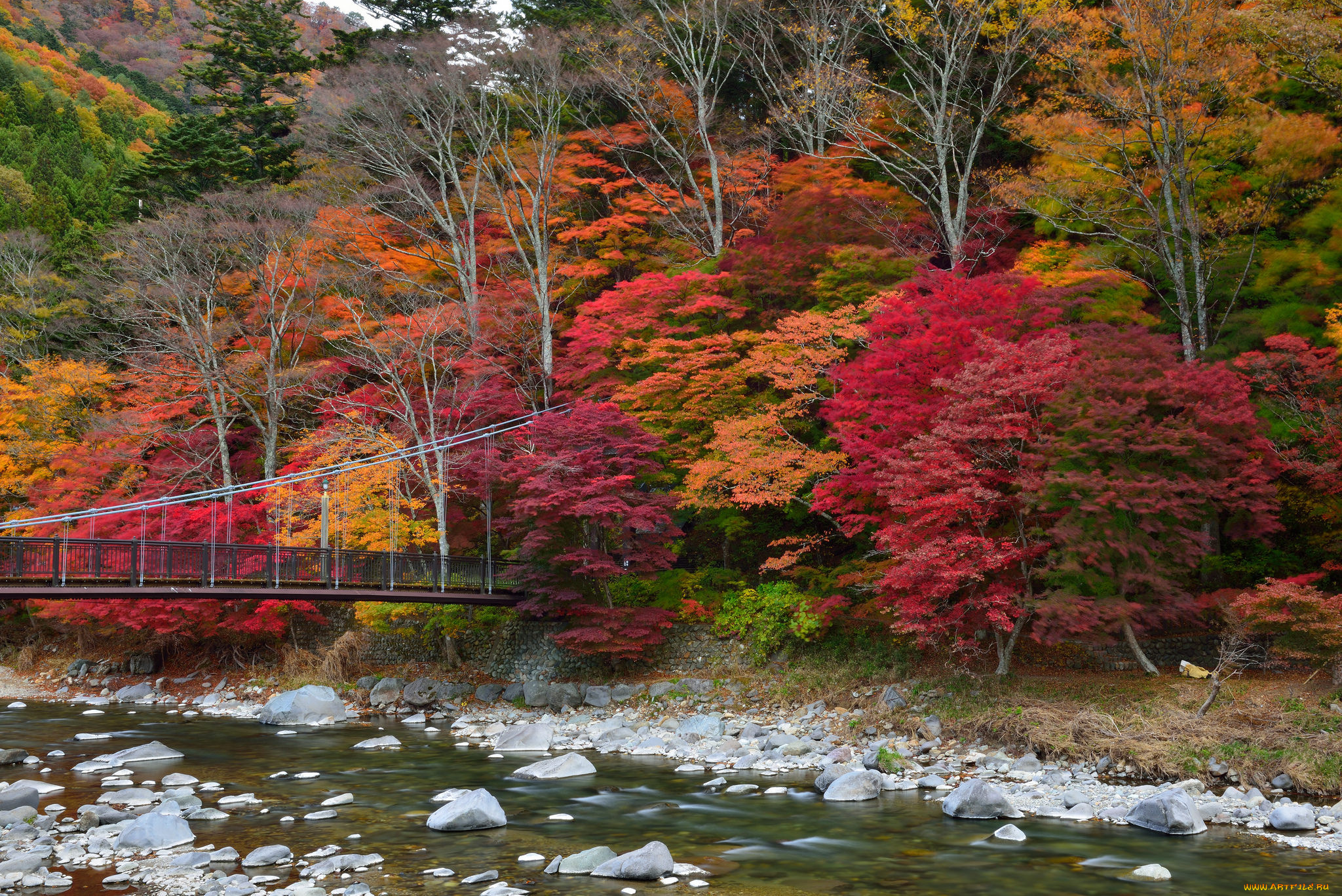 природа, реки, озера, река, лес