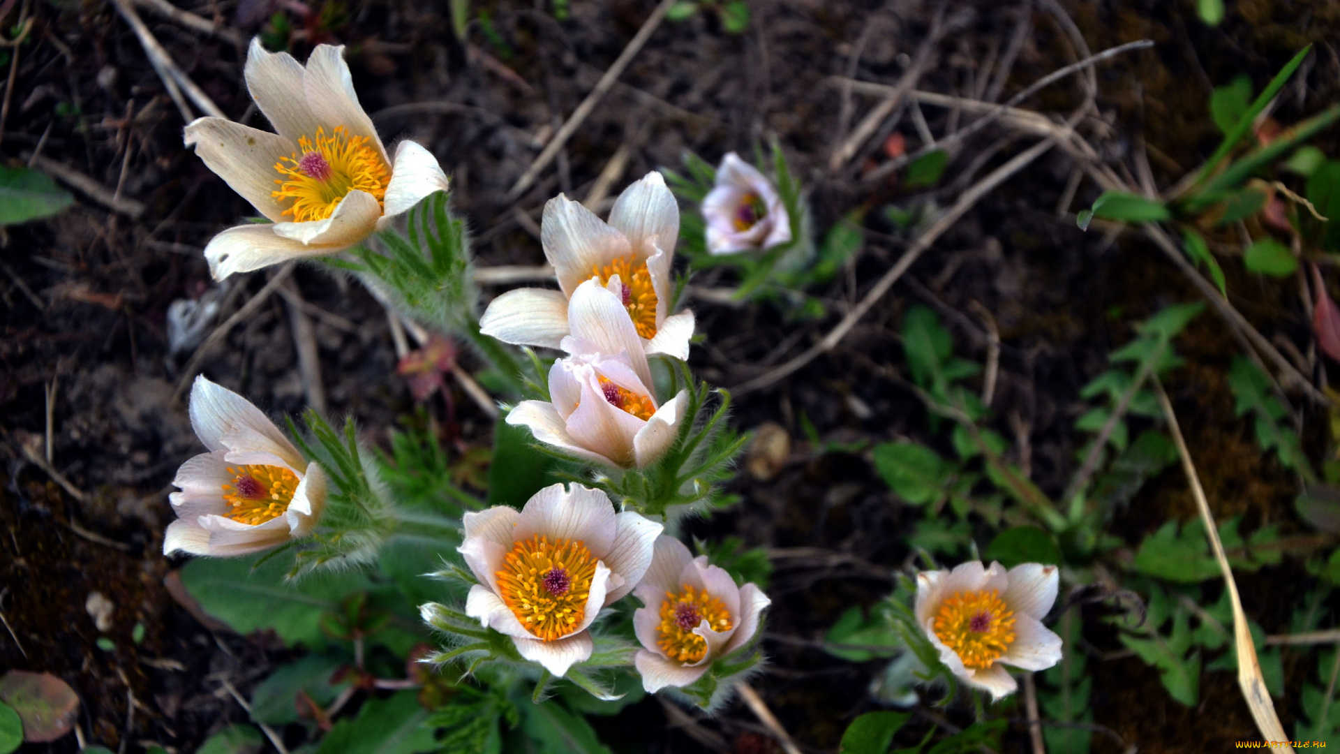 цветы, анемоны, , сон-трава, сон-трава