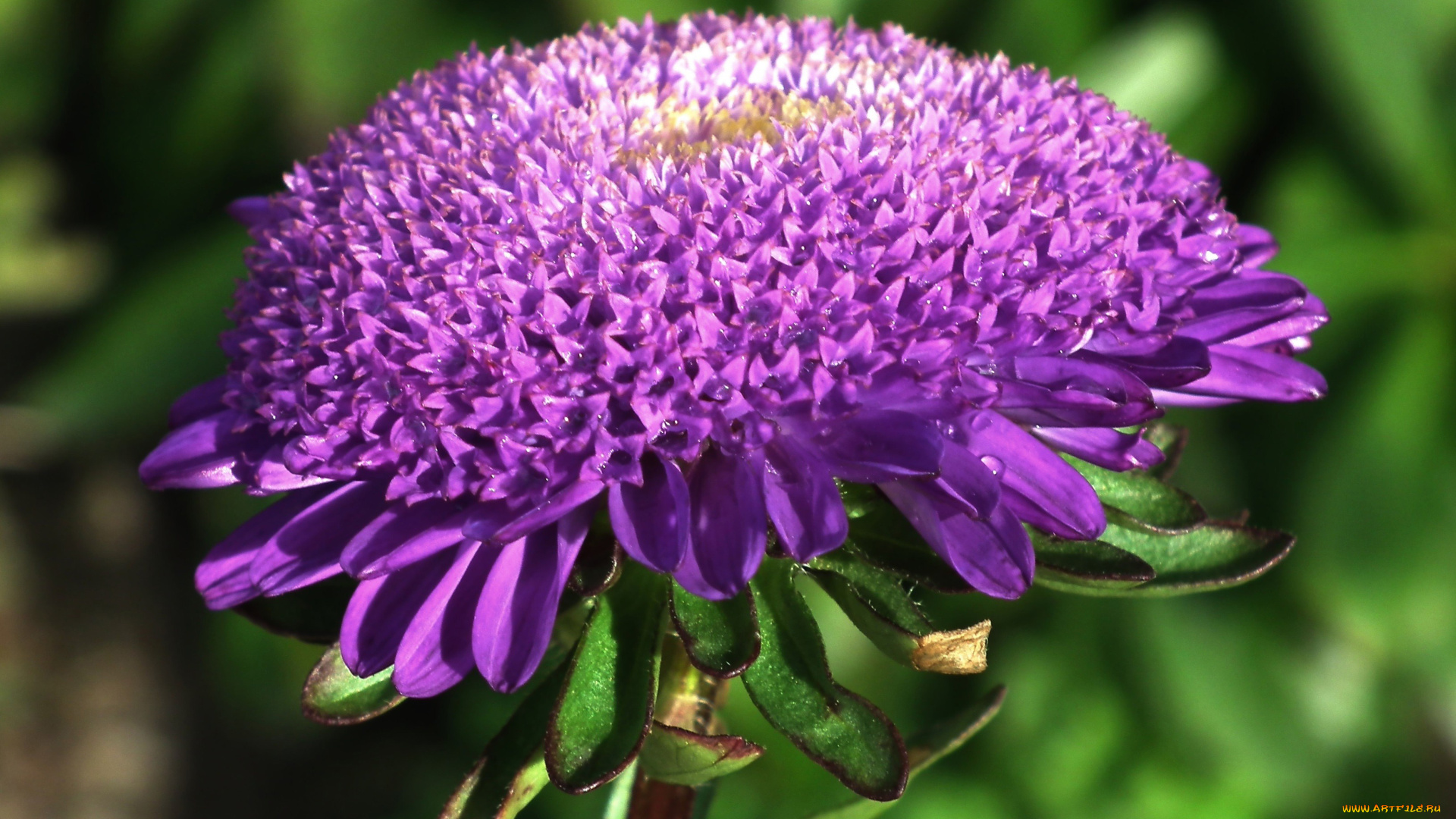 цветы, астры, капли, макро, лиловый