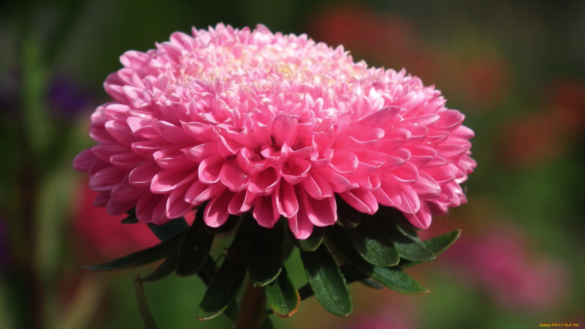 цветы, астры, розовый