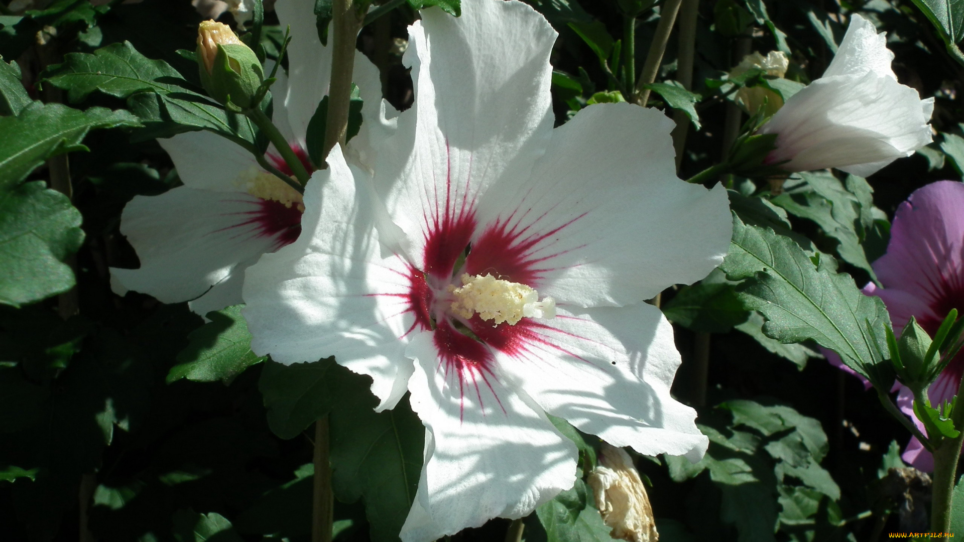 цветы, гибискусы, макро