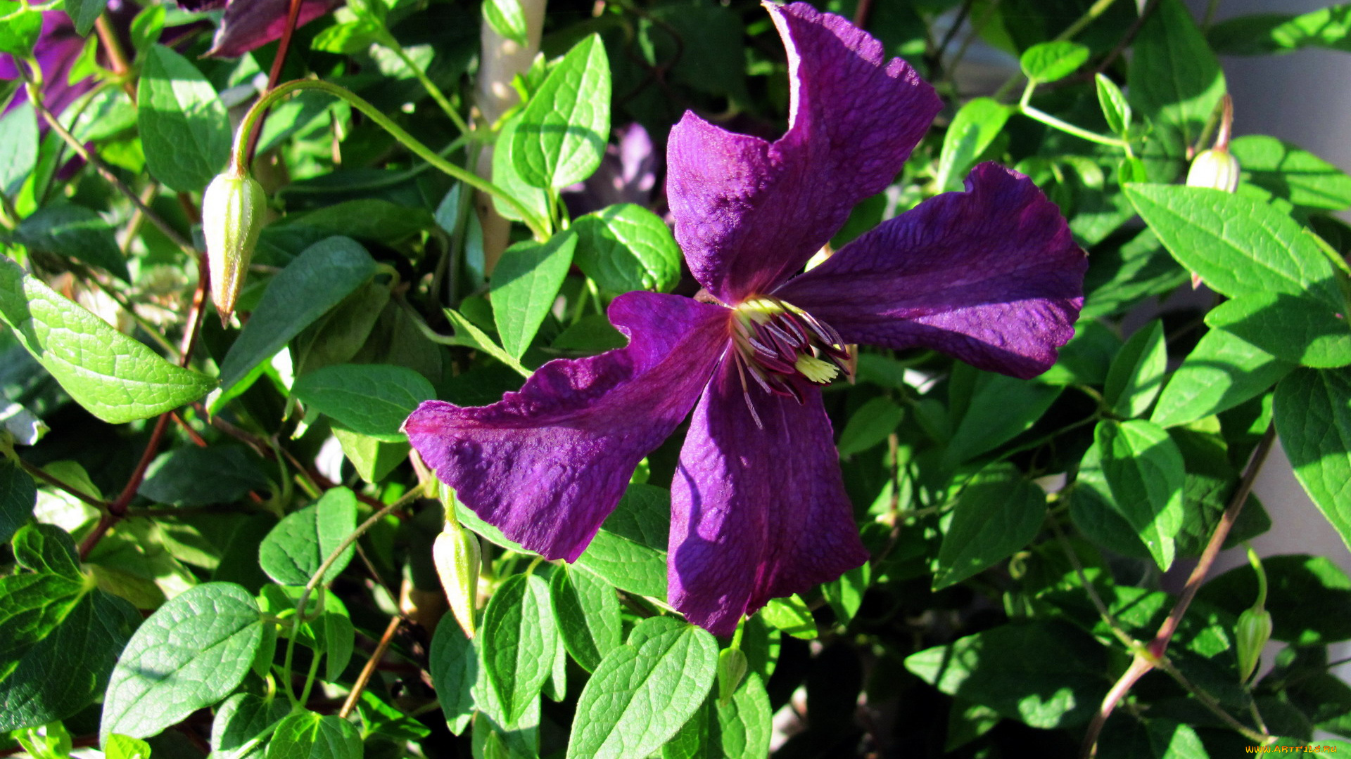 цветы, клематис, , ломонос, лиловый