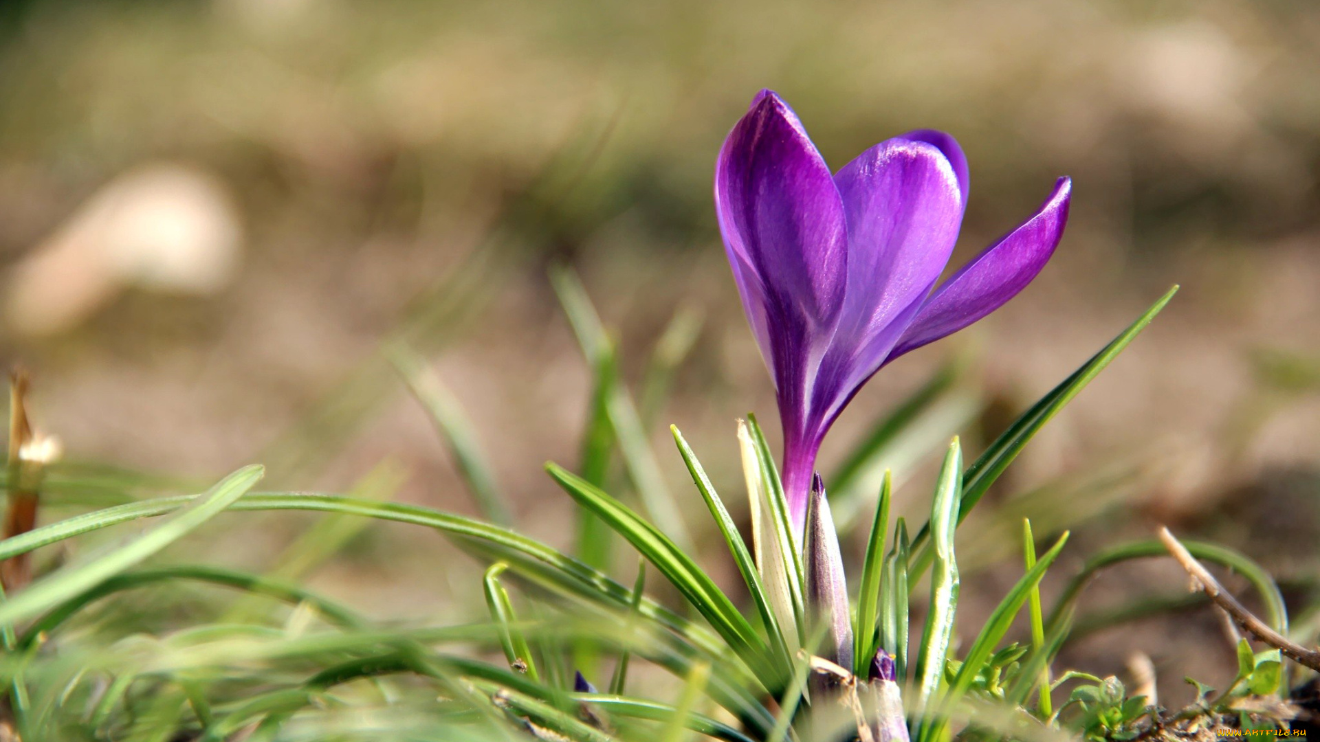 цветы, крокусы, лиловый
