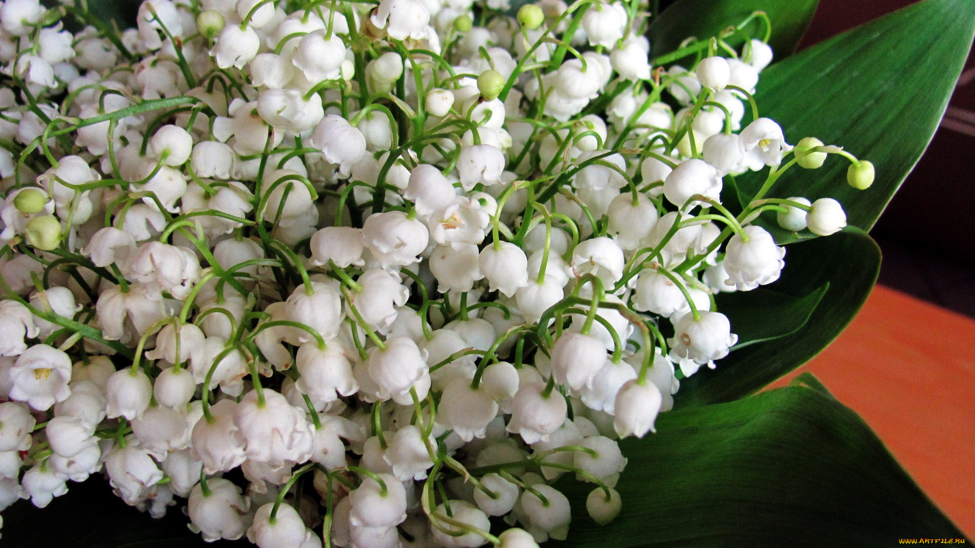 цветы, ландыши, майский