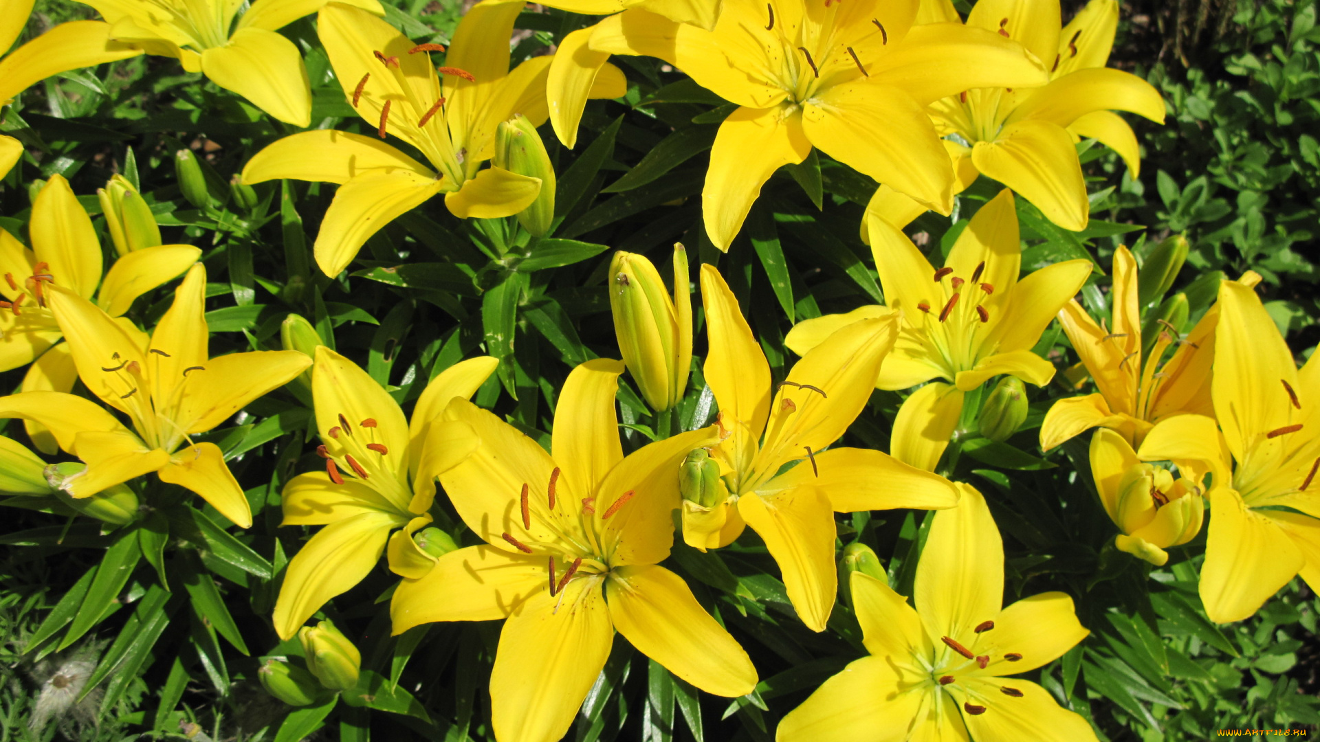 цветы, лилии, , лилейники, желтый