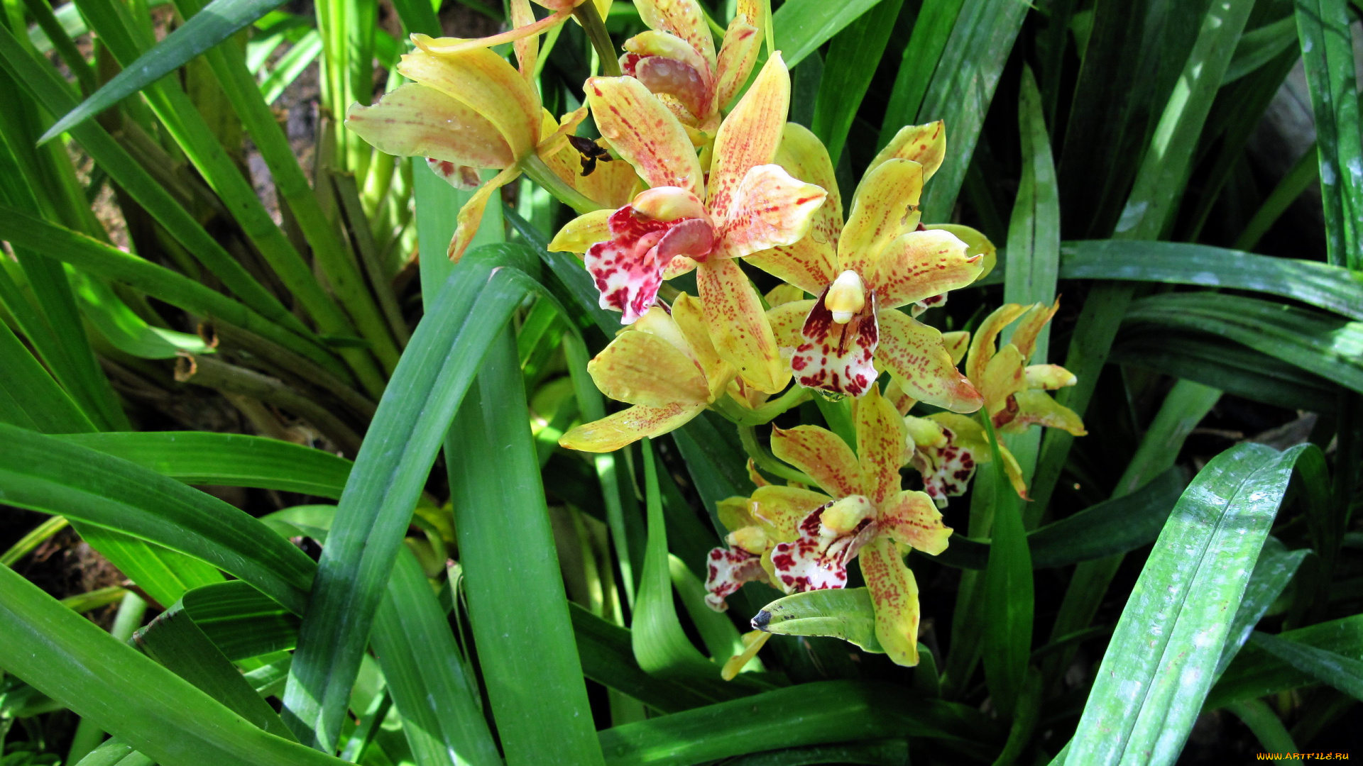 цветы, орхидеи, пестрый