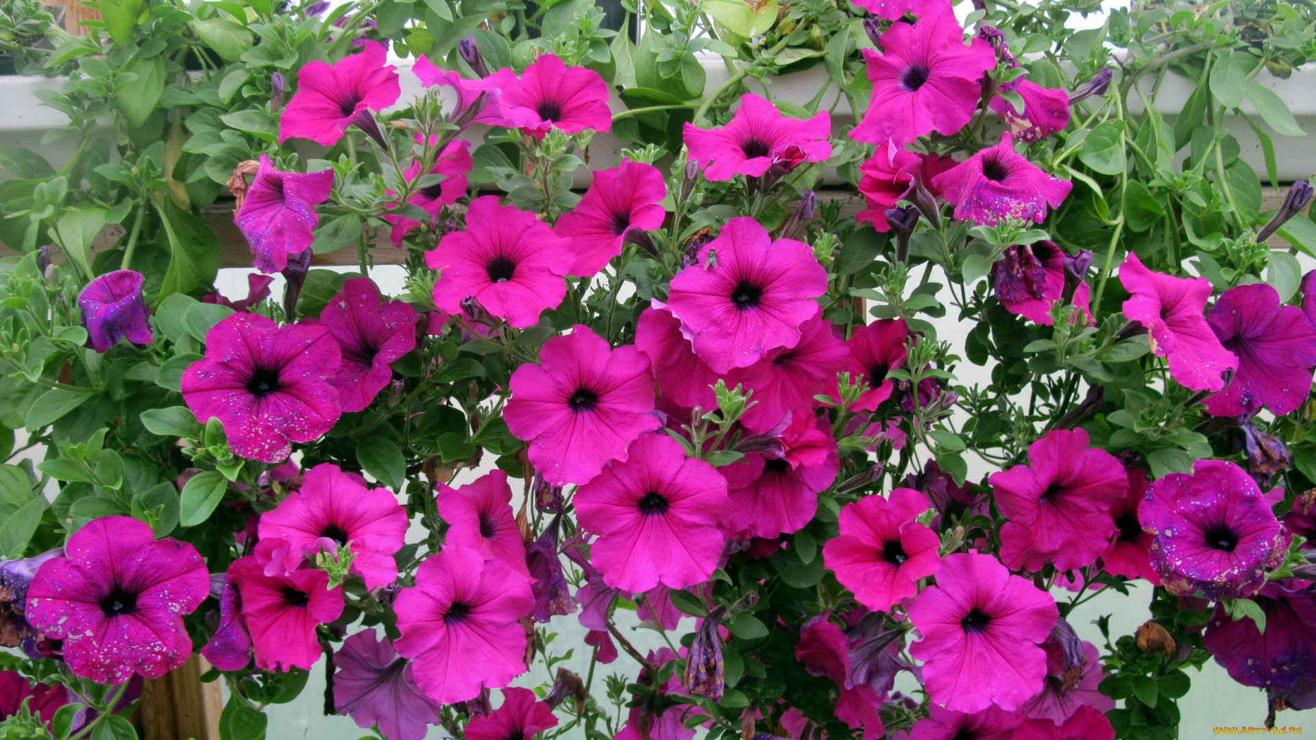 цветы, петунии, , калибрахоа, сурфиния