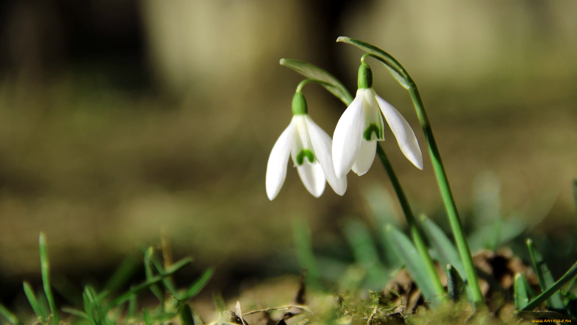 цветы, подснежники, , белоцветники, , пролески, белоцветник, первоцвет