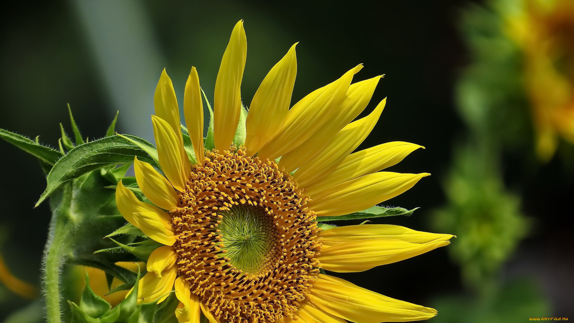 цветы, подсолнухи, фон, подсолнух