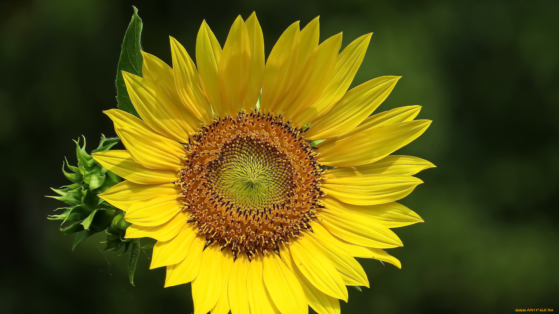 цветы, подсолнухи, фон, подсолнух