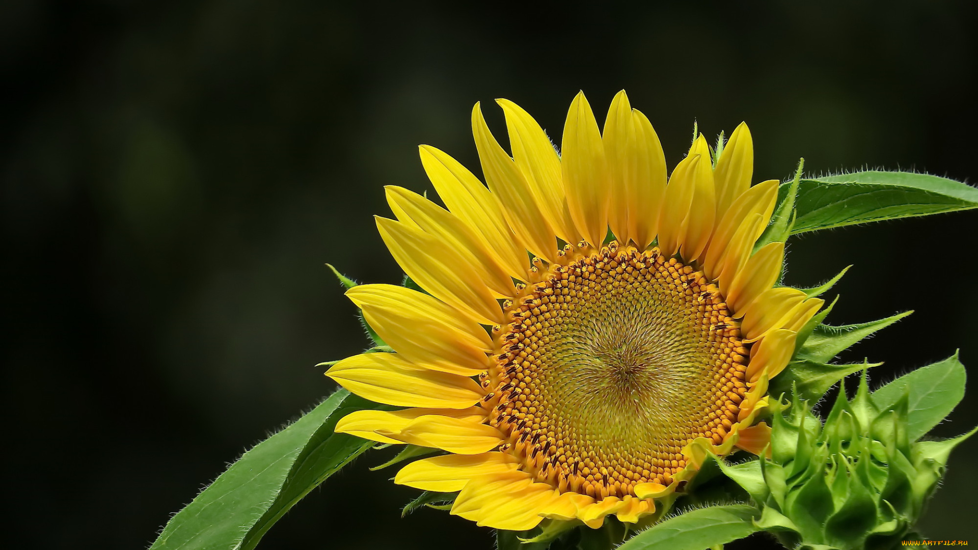 цветы, подсолнухи, подсолнух, фон