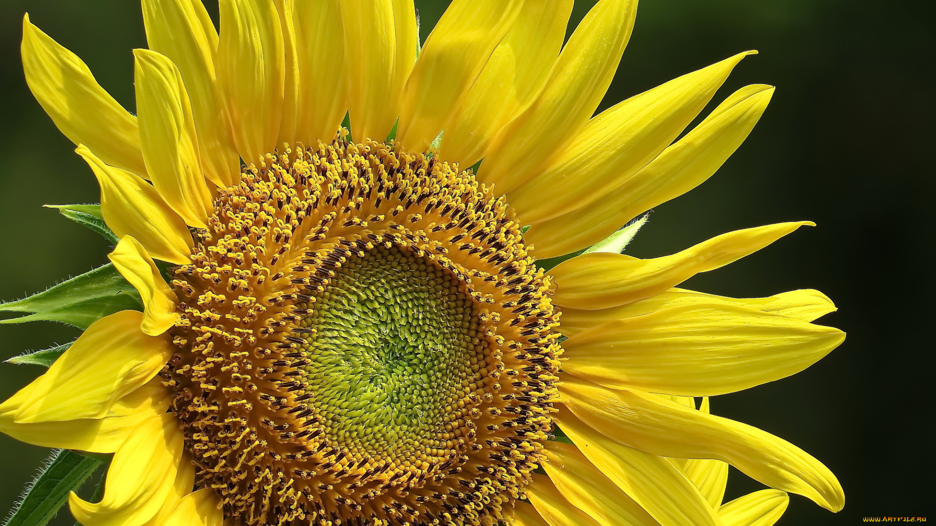 цветы, подсолнухи, подсолнух, фон