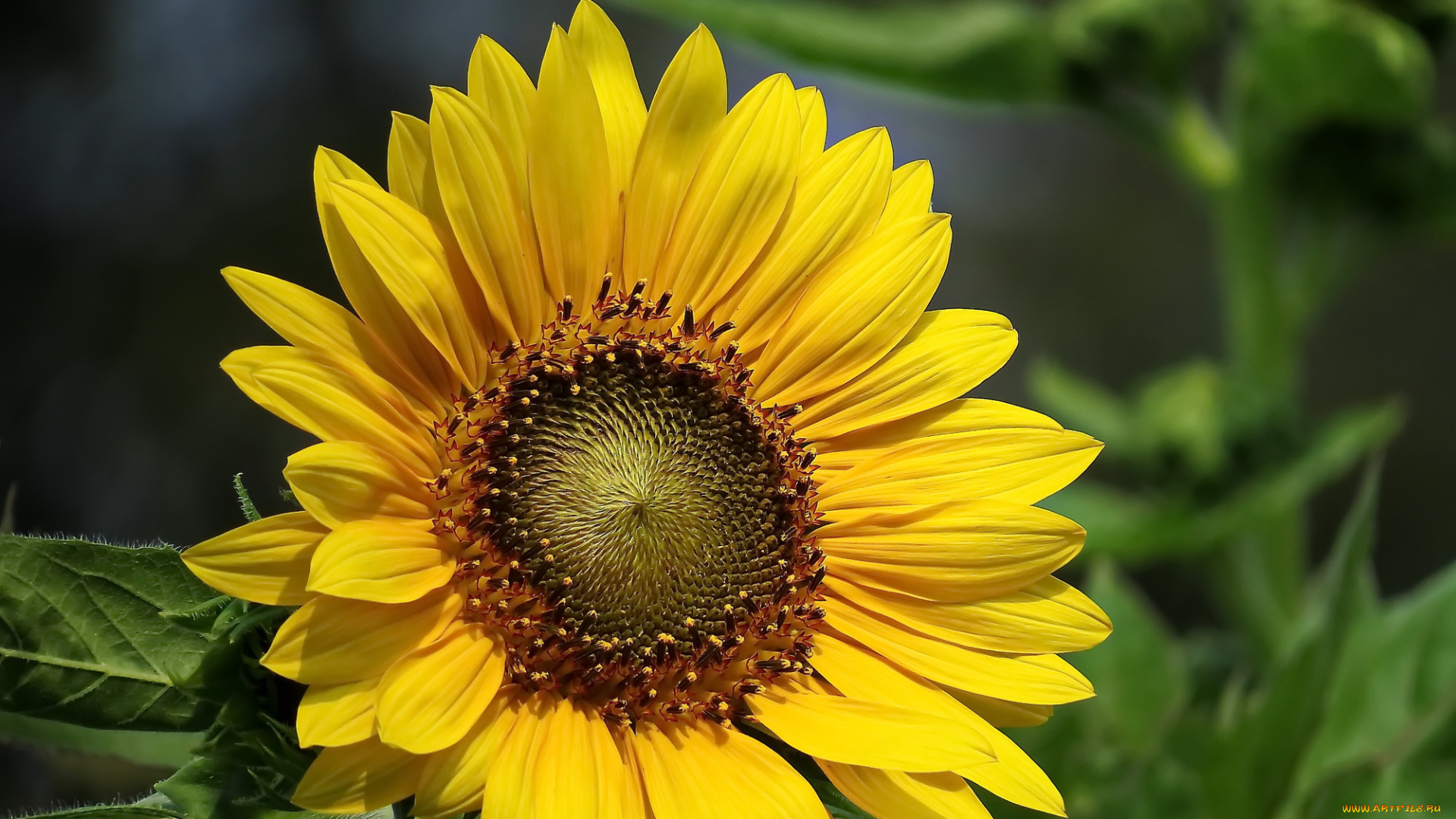 цветы, подсолнухи, подсолнух, фон