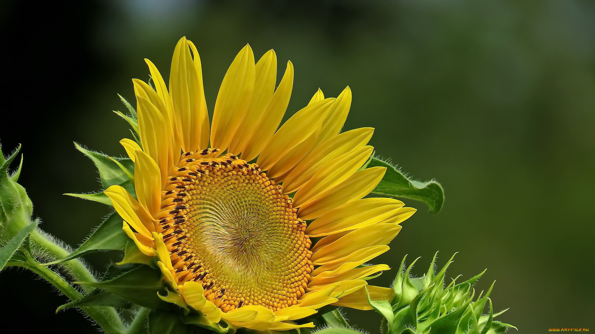 цветы, подсолнухи, подсолнух, фон