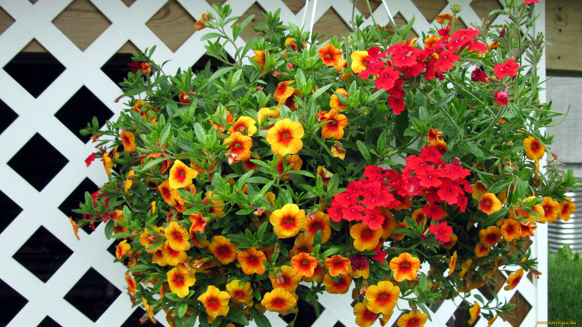 цветы, разные, вместе, калибрахоа