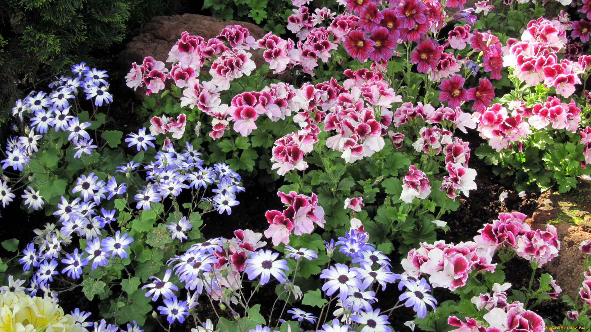 цветы, разные, вместе, сальпиглоссис, герань