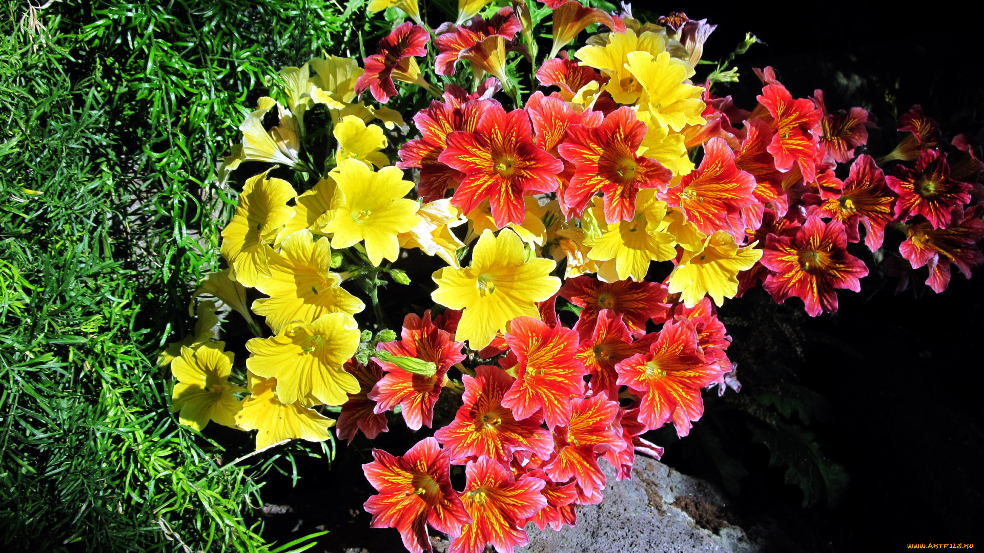 цветы, сальпиглоссис, пестрый, желтый