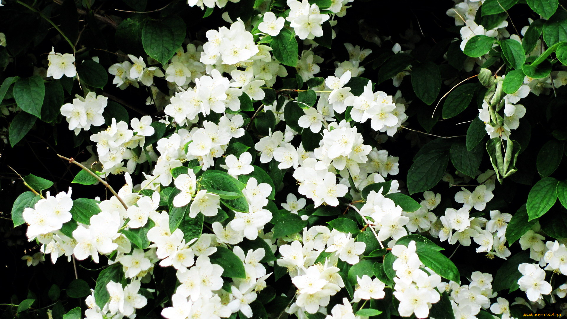 цветы, жасмин, белый