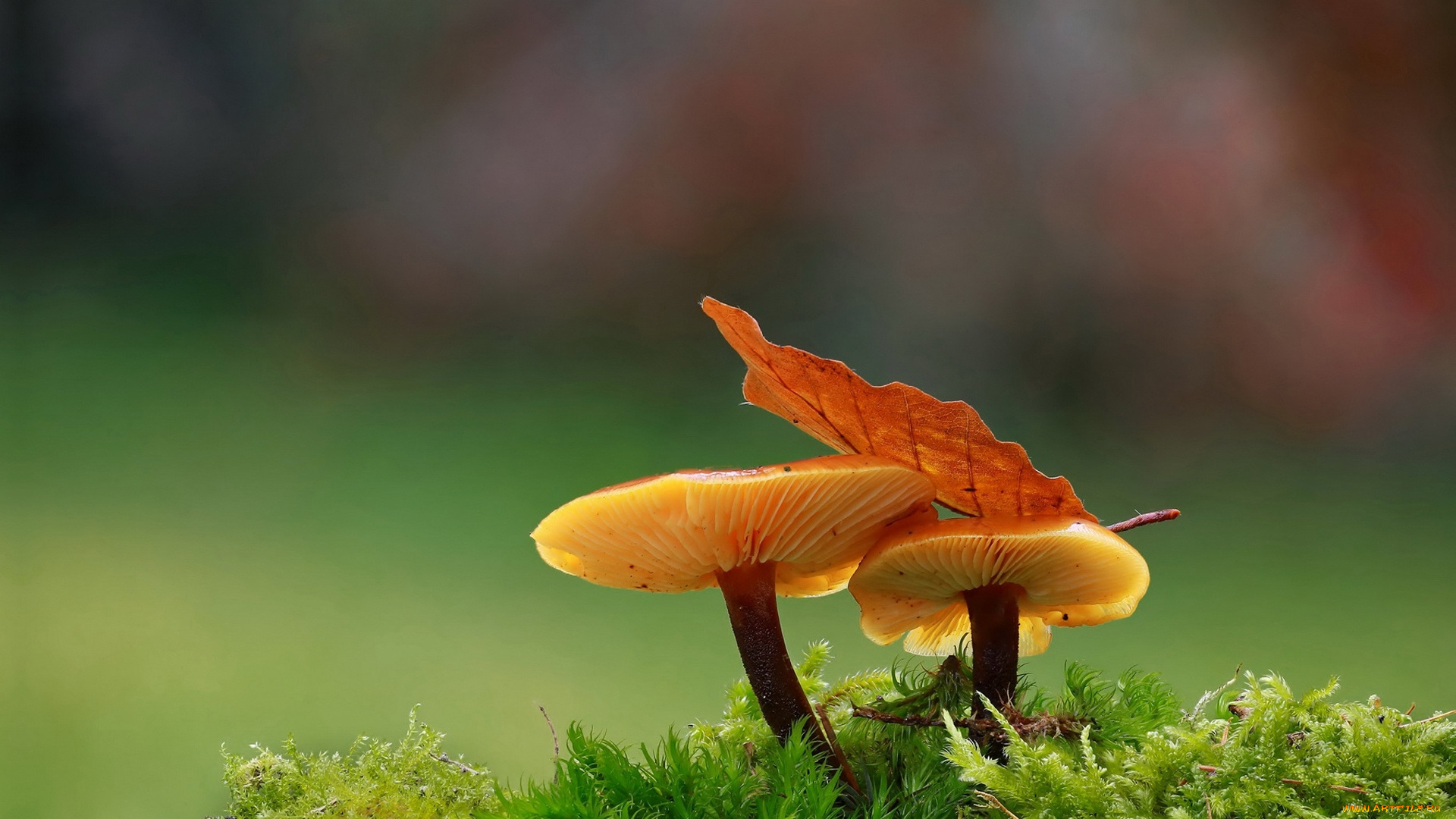 природа, грибы, листок, дуэт, осень, пара