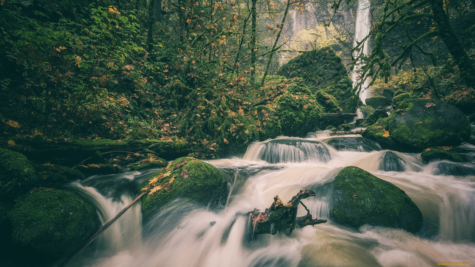природа, реки, озера, камни, поток, лес