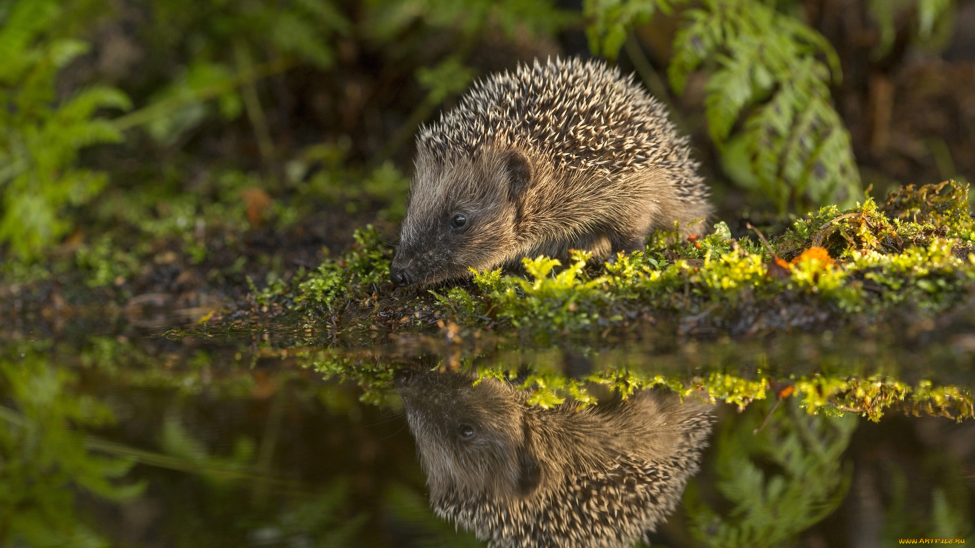 животные, ежи, трава, отражение, вода, ёж