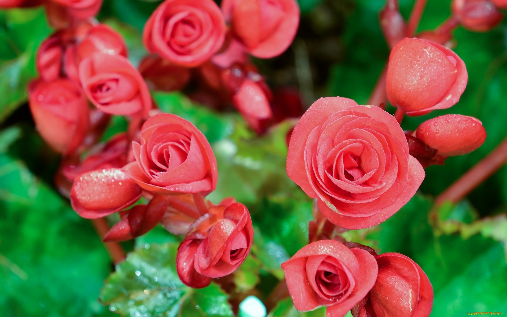 цветы, листья, капли, соцветие, розовые