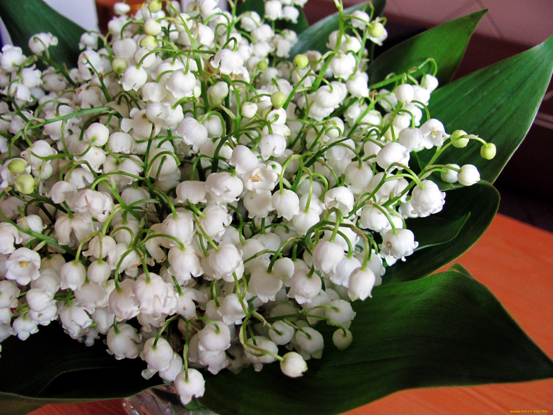 цветы, ландыши, майский