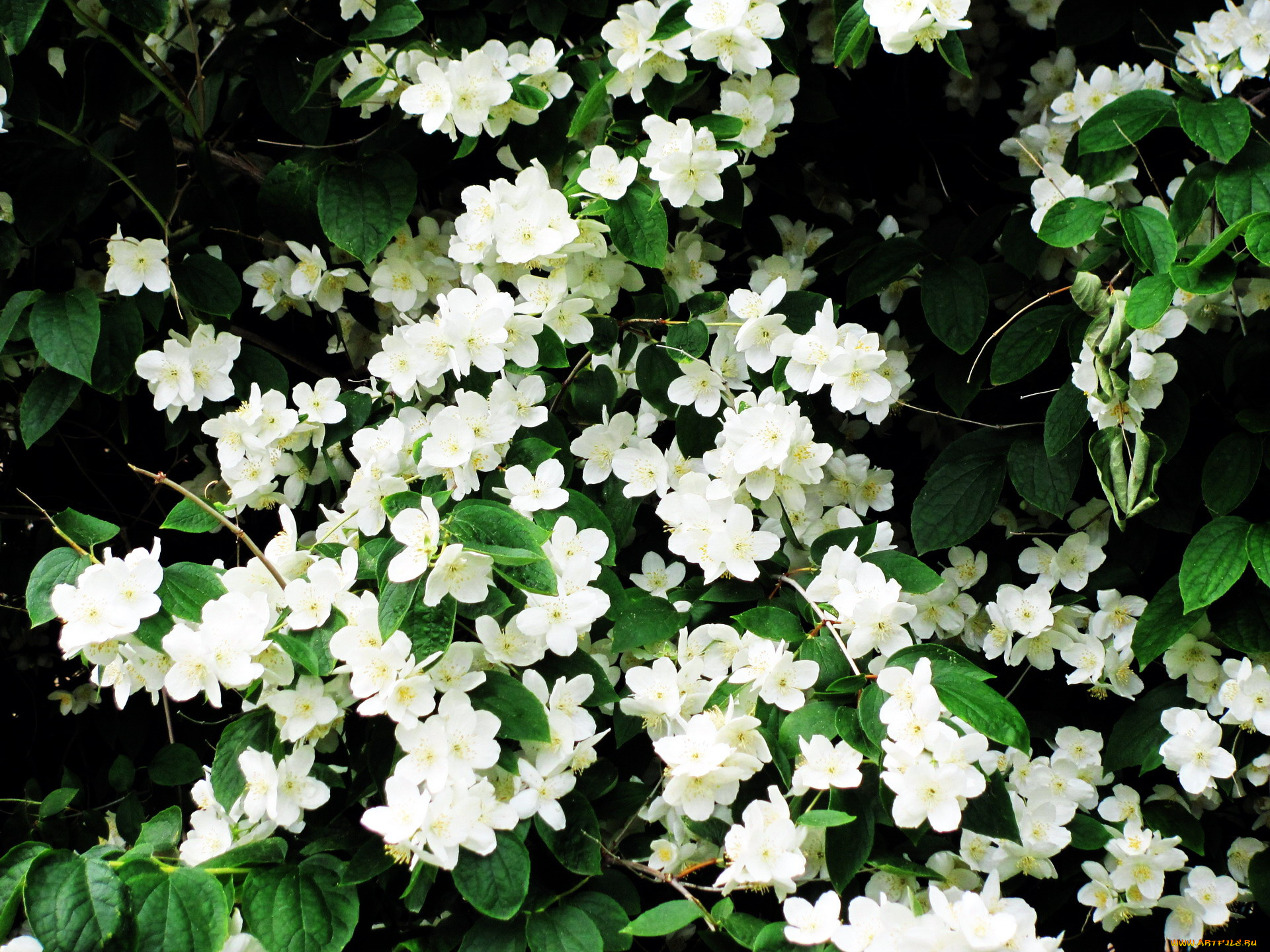 цветы, жасмин, белый