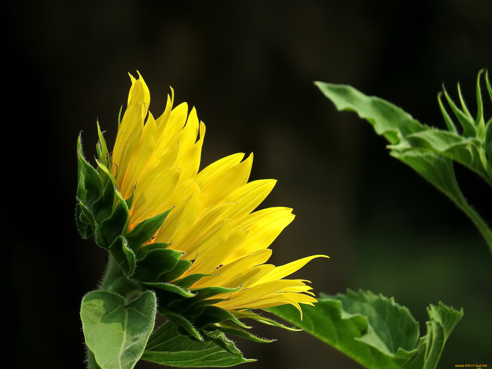 цветы, подсолнухи, фон, подсолнух