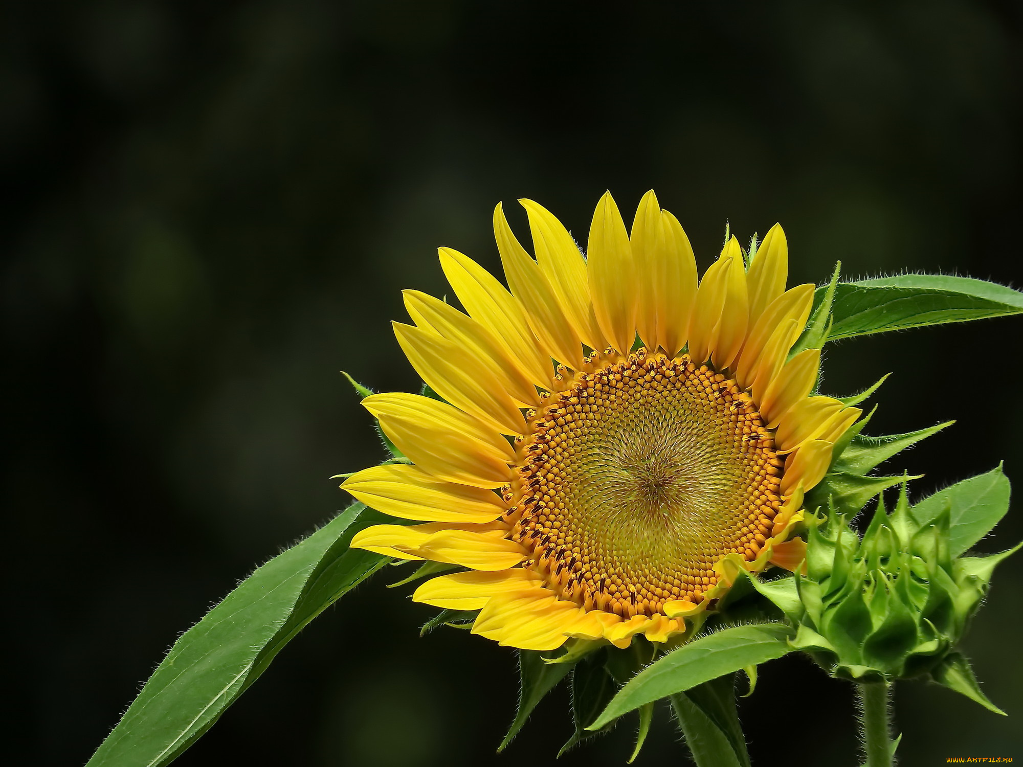 цветы, подсолнухи, подсолнух, фон