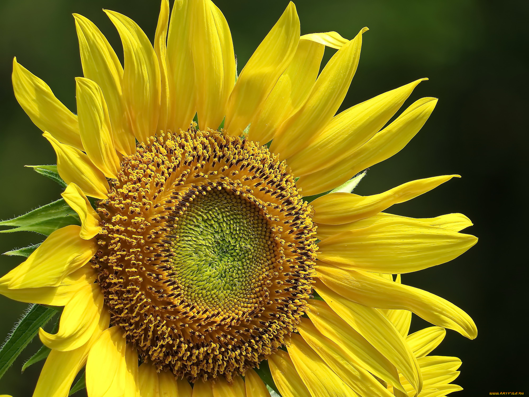 цветы, подсолнухи, подсолнух, фон