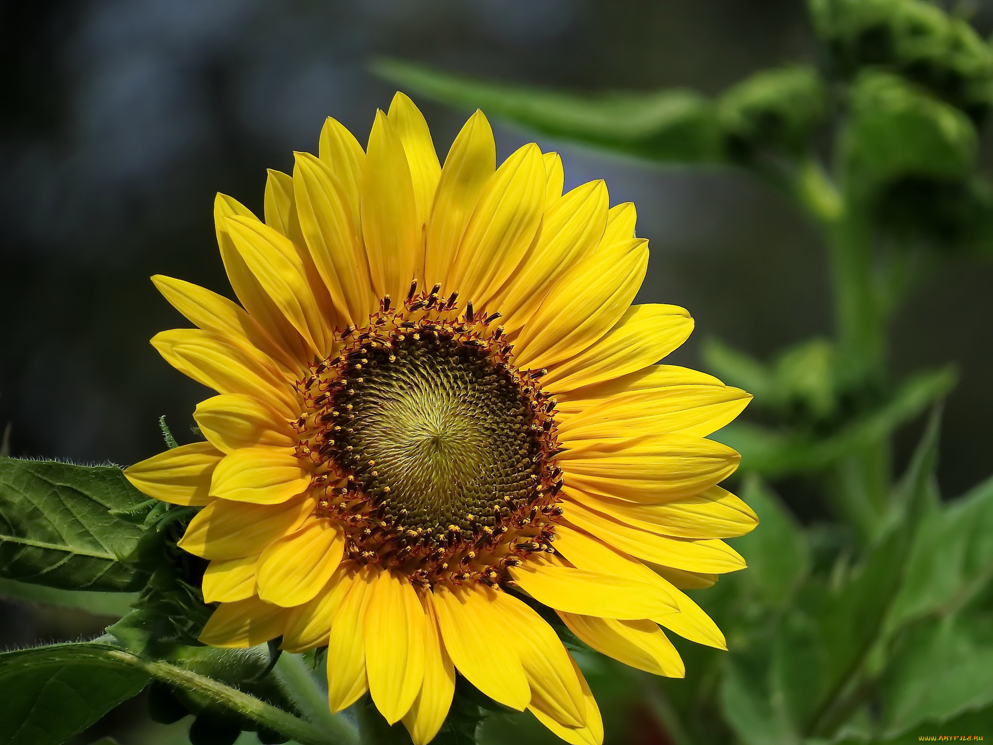 цветы, подсолнухи, подсолнух, фон