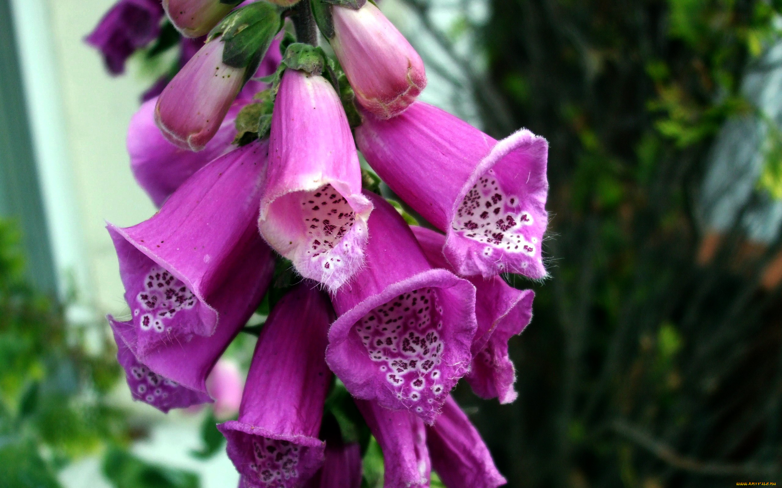 цветы, дигиталис, , наперстянка
