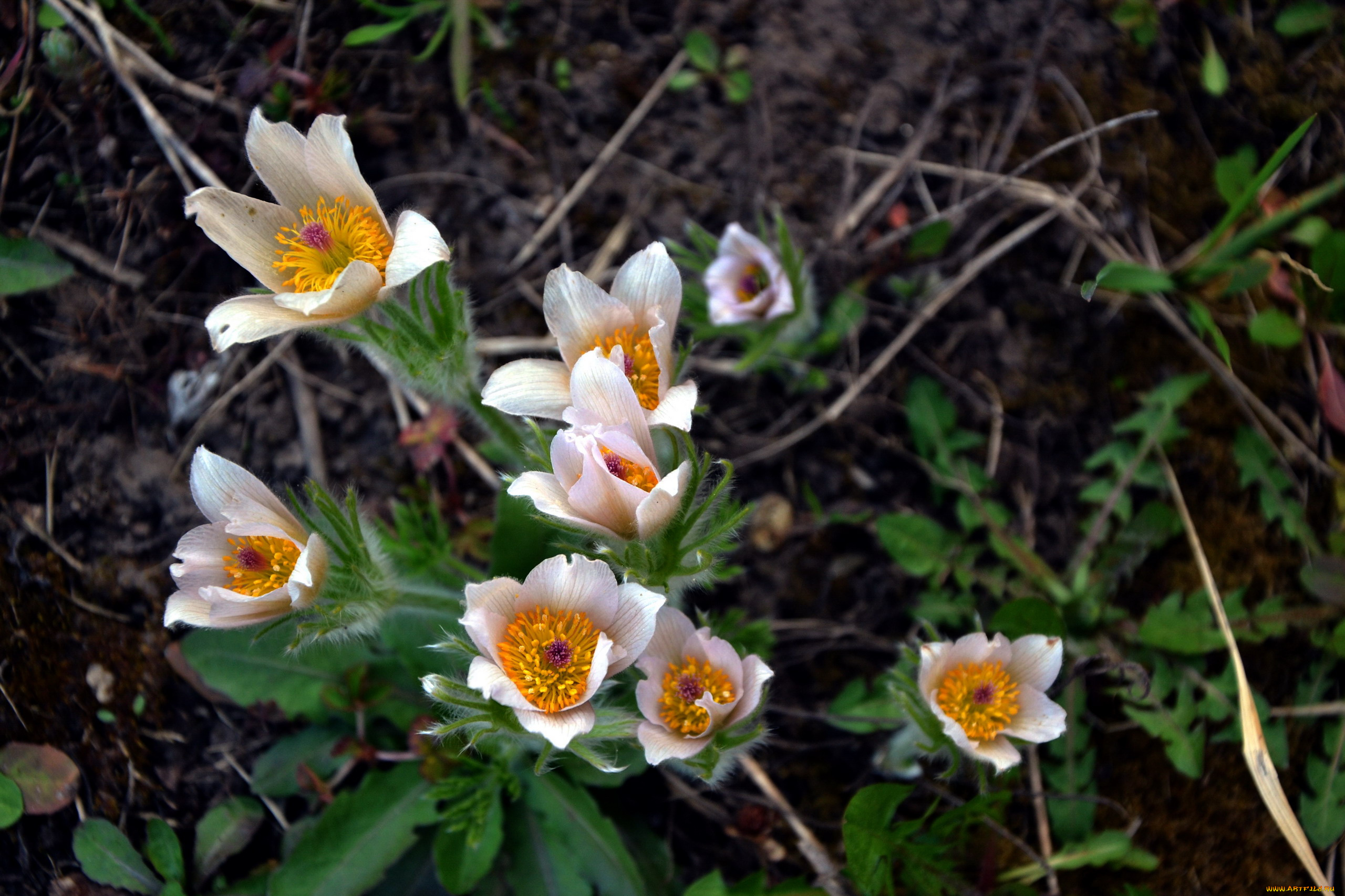 цветы, анемоны, , сон-трава, сон-трава