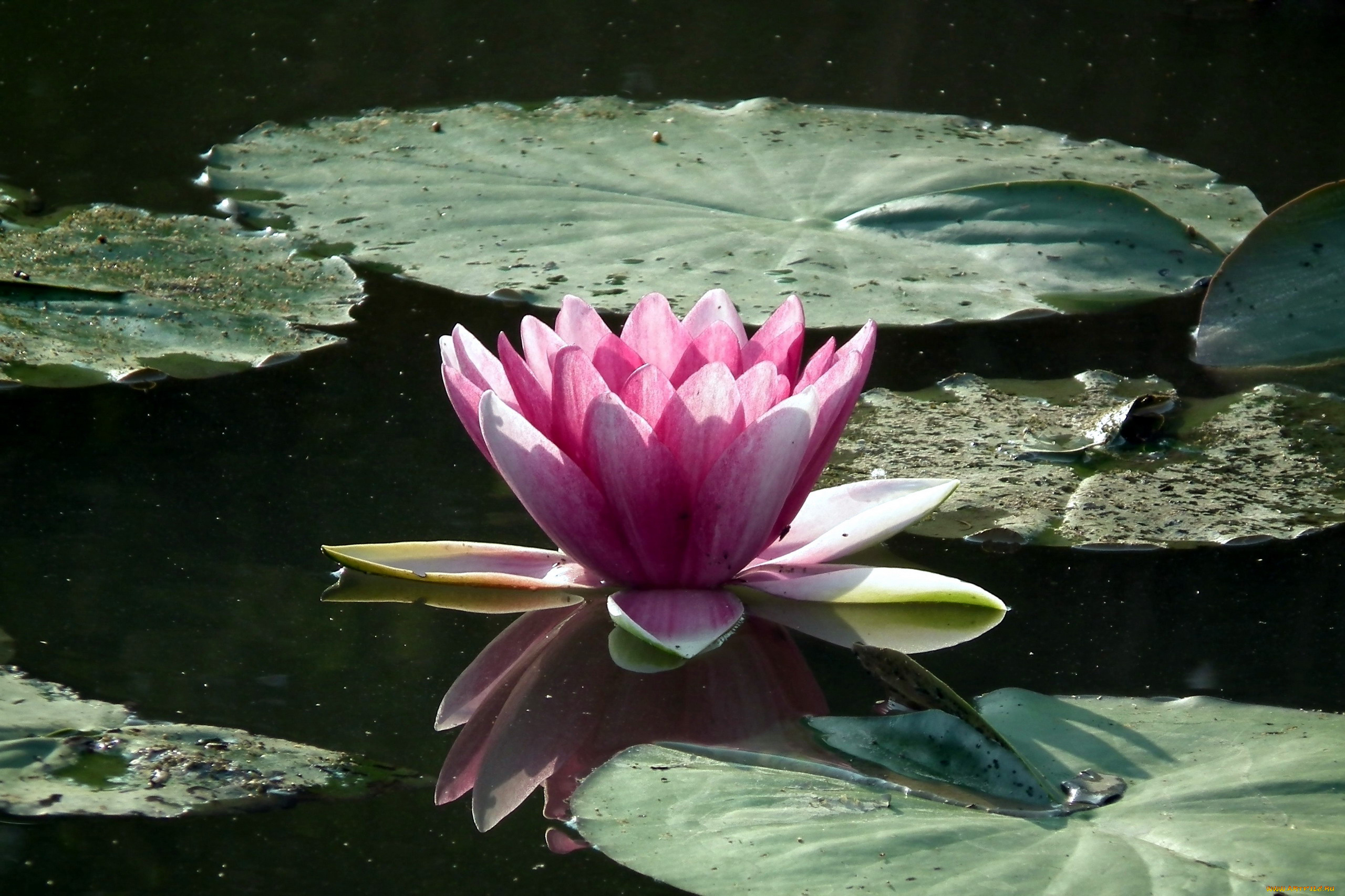 цветы, лилии, водяные, , нимфеи, , кувшинки, листья, вода