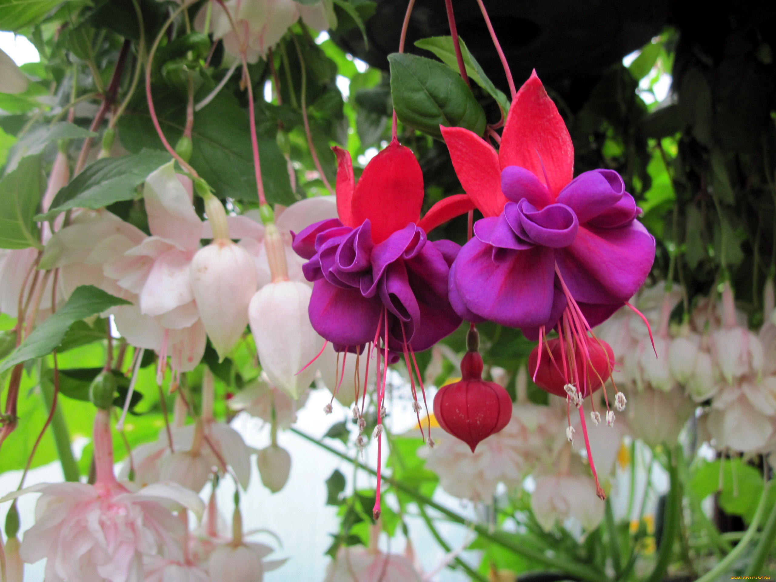 цветы, фуксия, бутоны