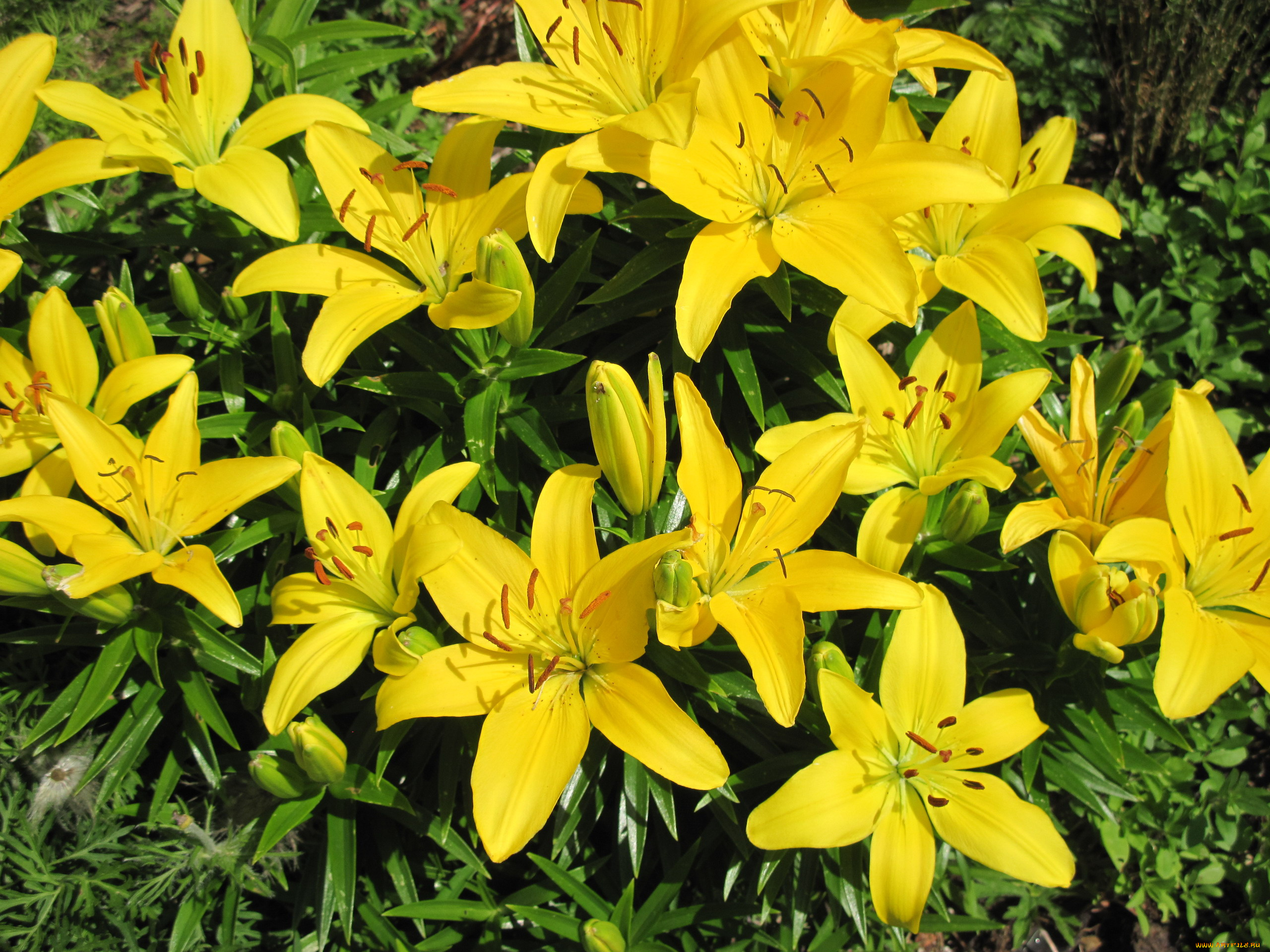 цветы, лилии, , лилейники, желтый