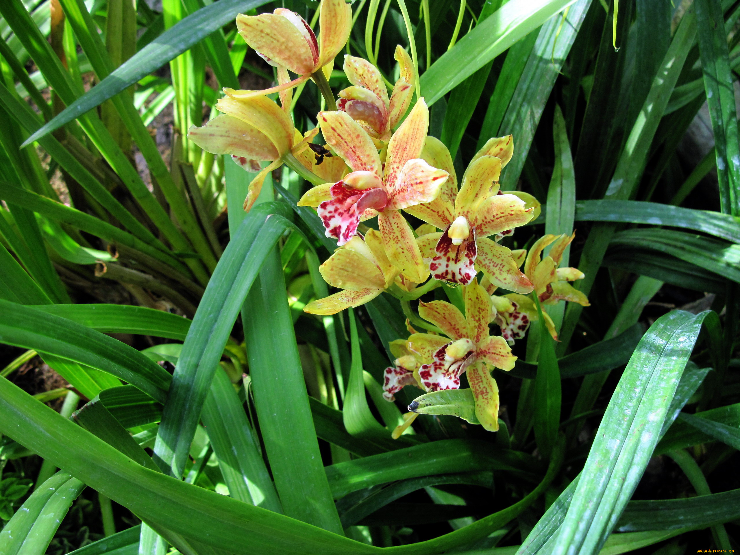 цветы, орхидеи, пестрый