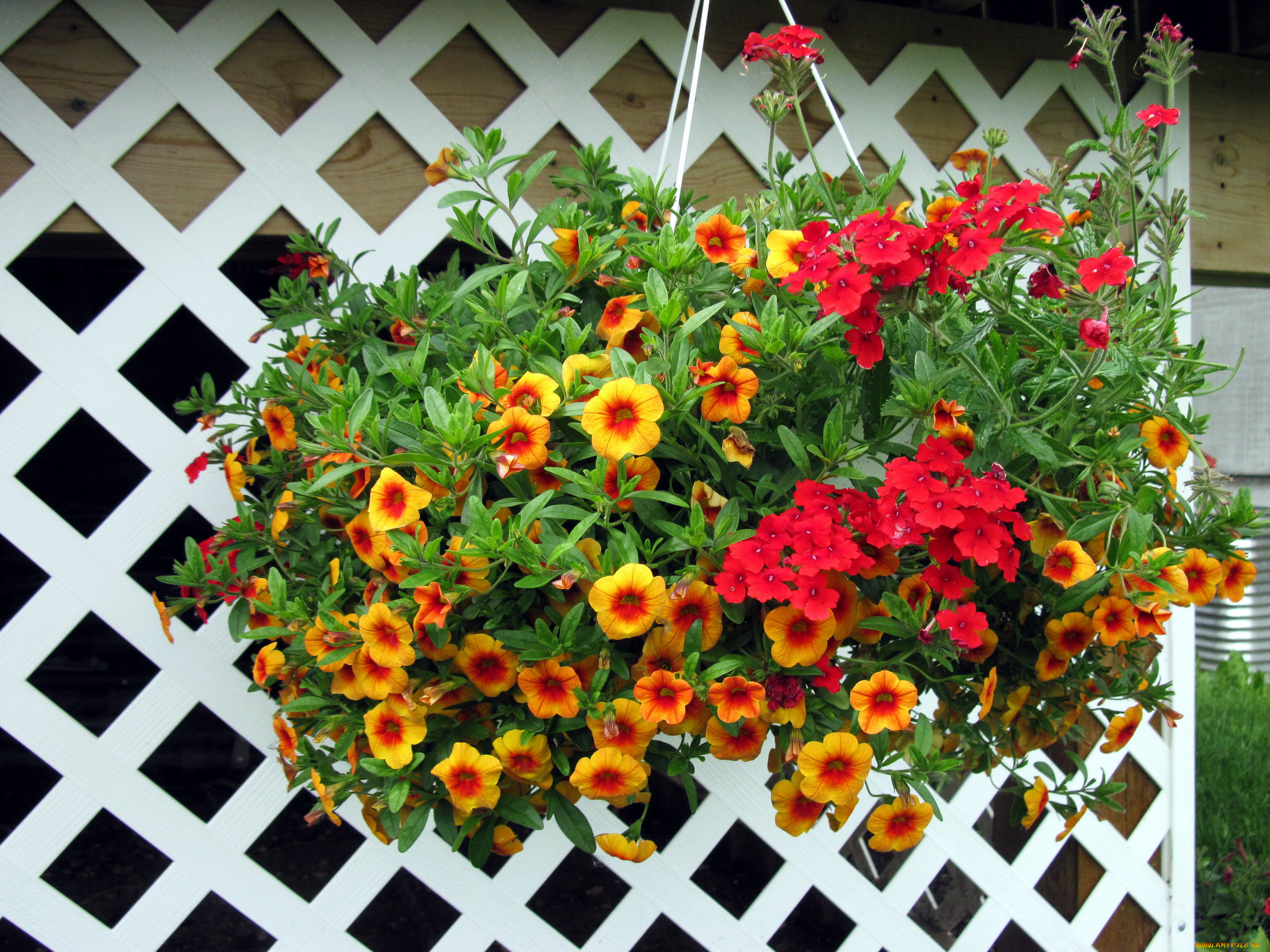 цветы, разные, вместе, калибрахоа