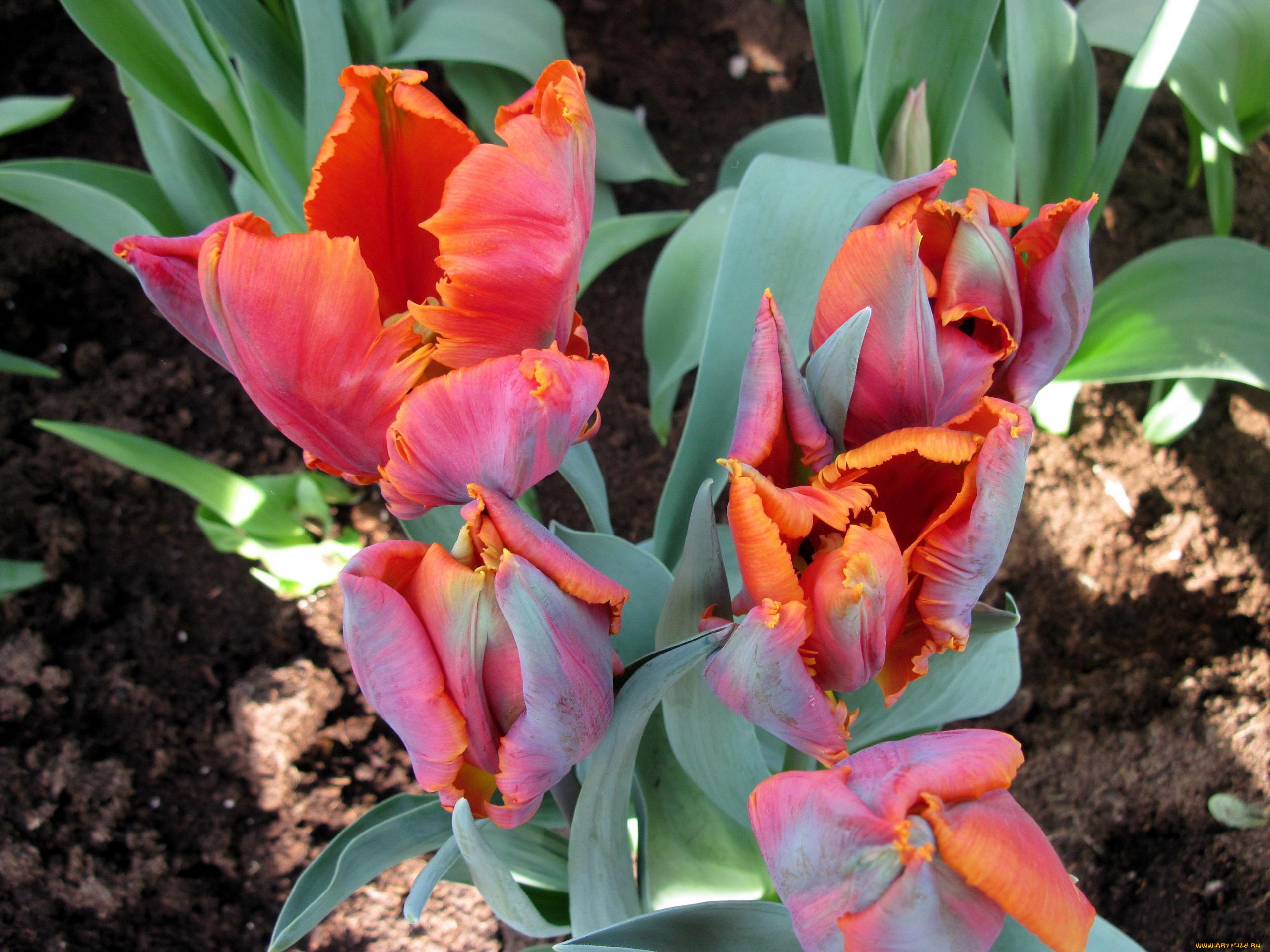 цветы, тюльпаны, бутоны